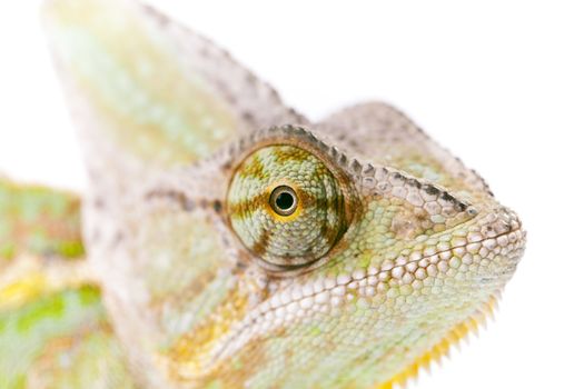 Close-up of big chameleon sitting on a white background