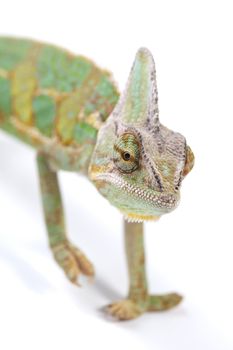 Close-up of big chameleon sitting on a white background