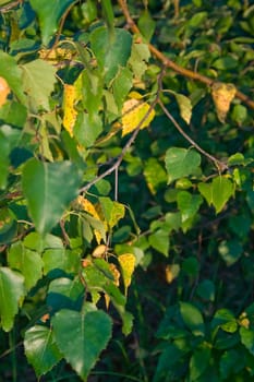 Green birch leaves start to turn yellow from approach of autumn