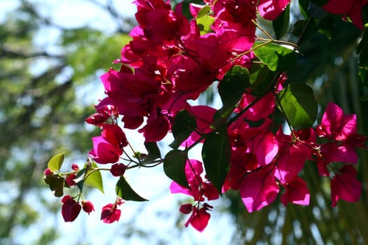 Purple Flowers in a Tree