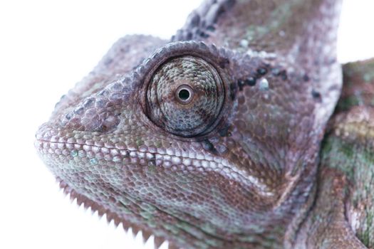 Close-up of big chameleon