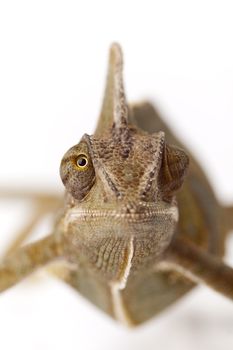 Close-up of big chameleon