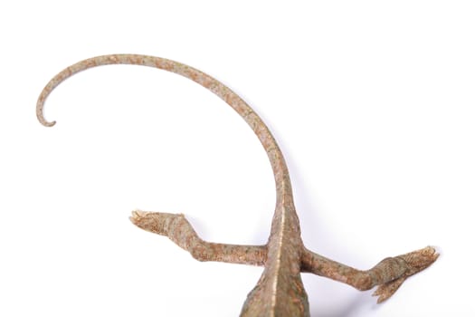 Close-up of big chameleon sitting on a white background