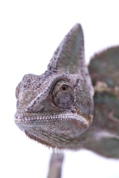 Close-up of big chameleon