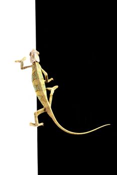 Close-up of big chameleon sitting on a black & white background