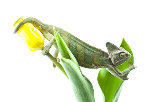 Beautiful big chameleon sitting on a flower