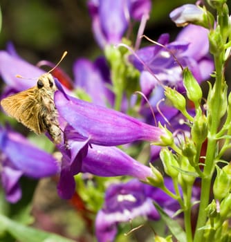 A hairy moth sitting on a blue flower