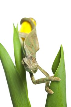 Beautiful big chameleon sitting on a tulip