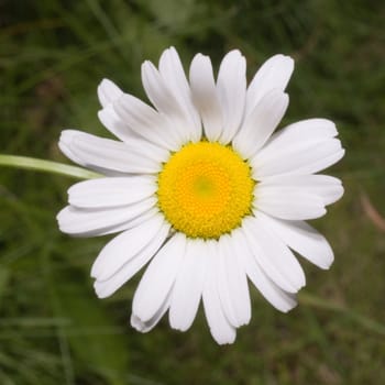 A white daisy shot against some green grass
