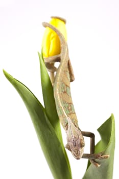 Beautiful big chameleon sitting on a tulip