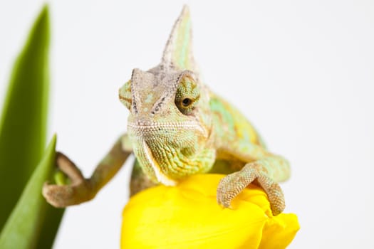 Beautiful big chameleon sitting on a flower