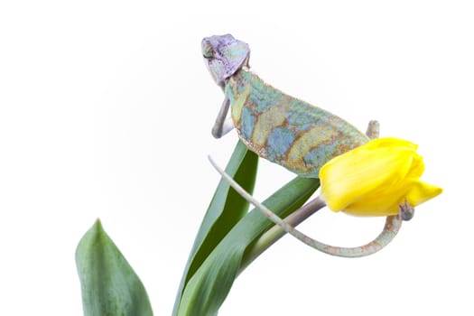 Beautiful big chameleon sitting on a tulip