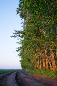 Wood along road to beams of the coming sun in the evening