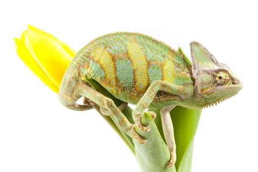 Beautiful big chameleon sitting on a tulip