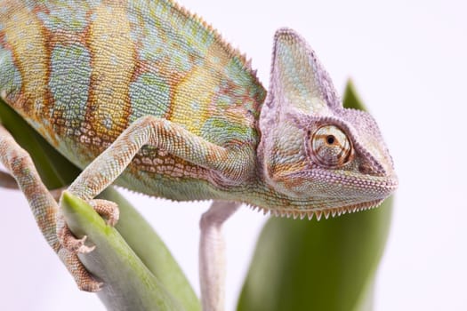 Beautiful big chameleon sitting on a flower