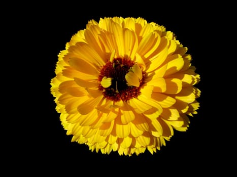 A yellow flowers