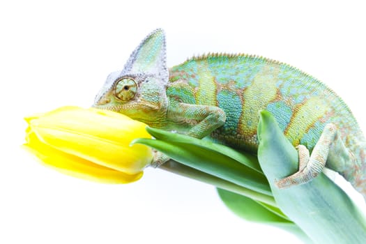 Beautiful big chameleon sitting on a tulip