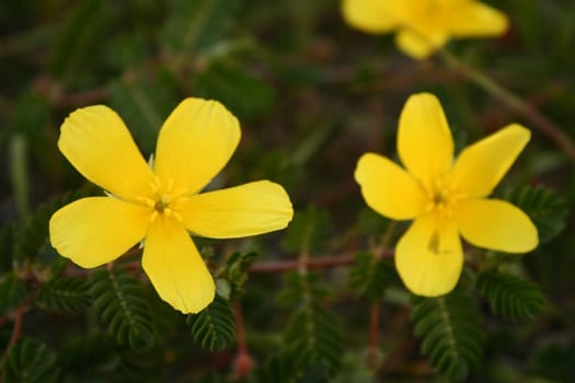 A close up of a bush with yellow tropical foliage.