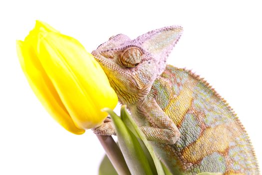 Beautiful big chameleon sitting on a tulip