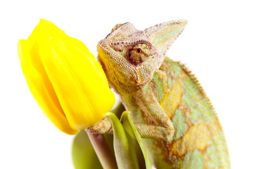 Beautiful big chameleon sitting on a tulip