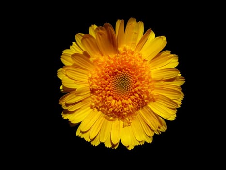 A yellow flowers