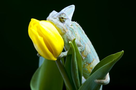 Beautiful big chameleon sitting on a tulip