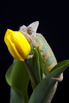 Beautiful big chameleon sitting on a tulip