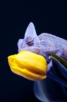 Beautiful big chameleon sitting on a tulip