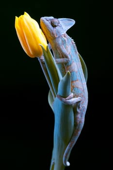 Beautiful big chameleon sitting on a tulip