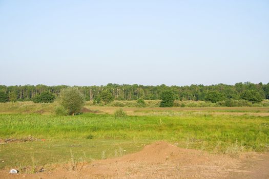 green grass and forest on a background of the summer sky