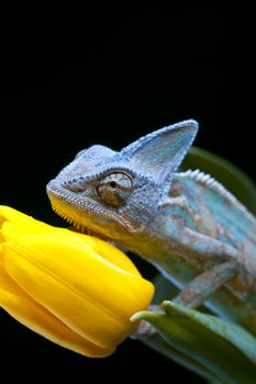 Beautiful big chameleon sitting on a tulip