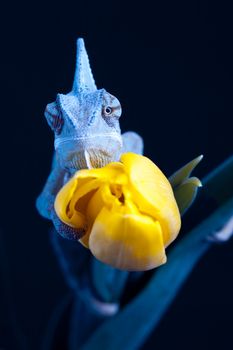 Beautiful big chameleon sitting on a tulip