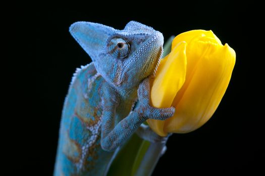 Beautiful big chameleon sitting on a tulip