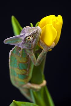 Beautiful big chameleon sitting on a tulip