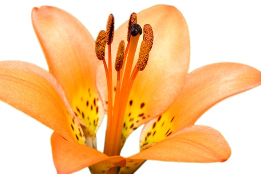 An orange tiger lily isolated on a white background