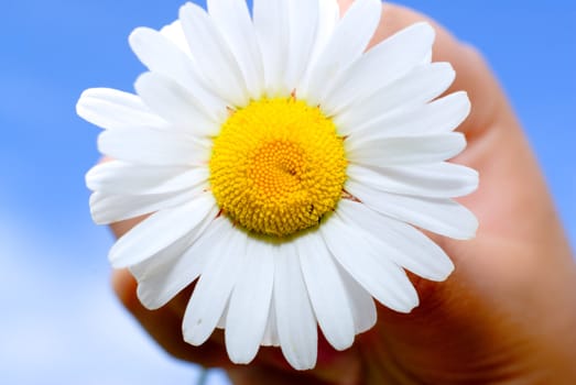 Close-up of a daisy held up by a young girl against a blue sky