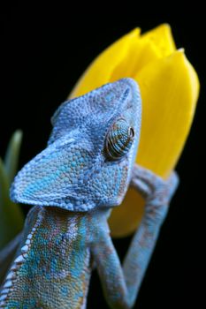 Beautiful big chameleon sitting on a tulip