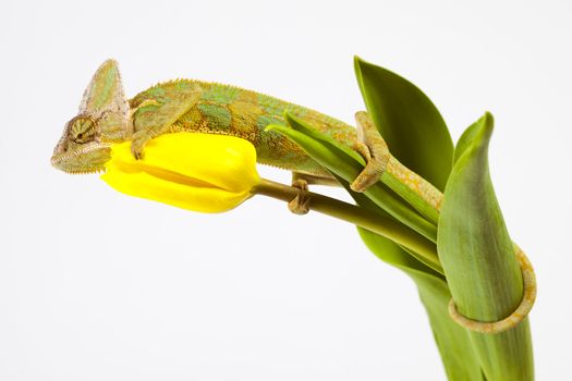 Beautiful big chameleon sitting on a tulip