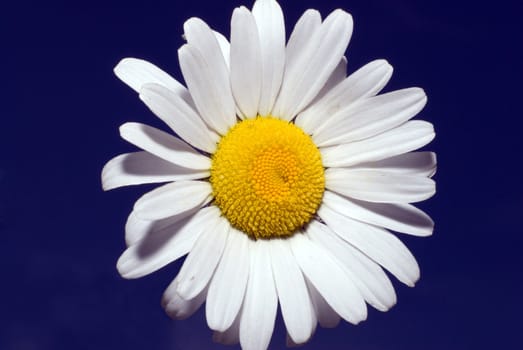 A white daisy shot against dark blue