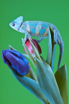 Beautiful big chameleon sitting on a tulip