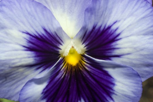 Macro view of a blue and purple pansy