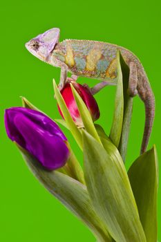 Beautiful big chameleon sitting on a tulip