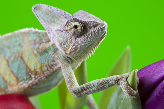 Beautiful big chameleon sitting on a tulip