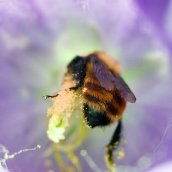 A bee inside a blue flower, collecting pollen