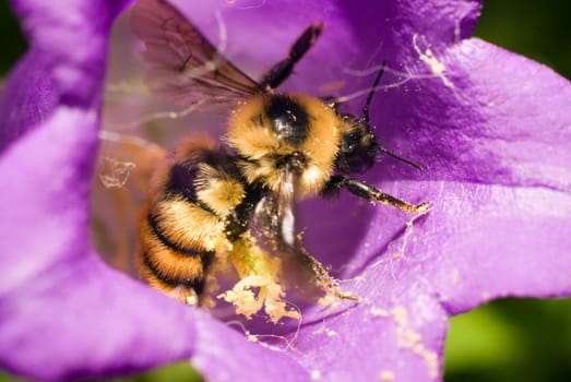 A large bumblebee collecting pollen from a blue bell flower