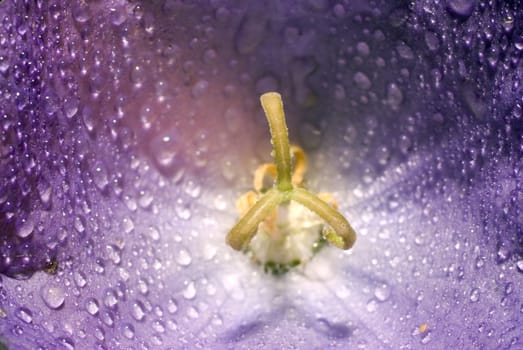 Macro view of a blue flower with water droplets