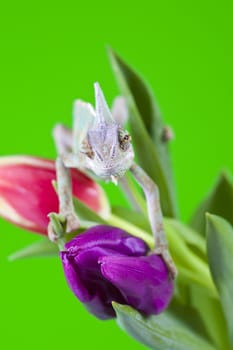 Beautiful big chameleon sitting on a tulip