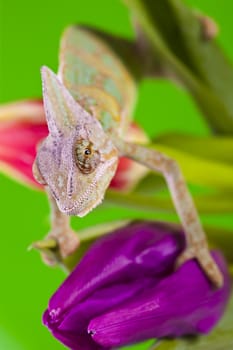 Beautiful big chameleon sitting on a tulip