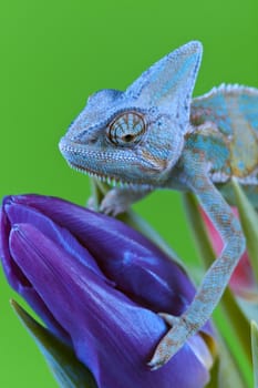 Beautiful big chameleon sitting on a tulip