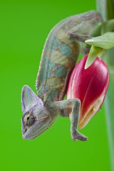 Beautiful big chameleon sitting on a tulipBeautiful big chameleon sitting on a tulip